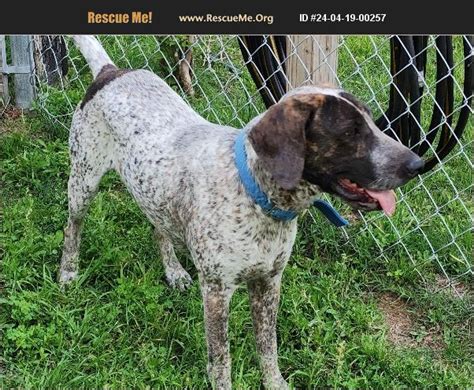 texas gsp rescue|german shorthair for adoption.